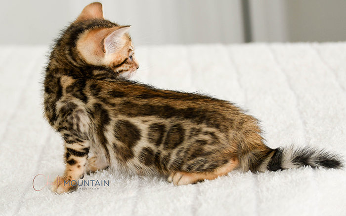 Bengal kitten for sale